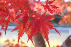 紅葉