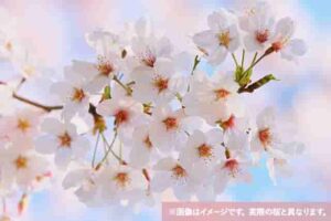 桜開花