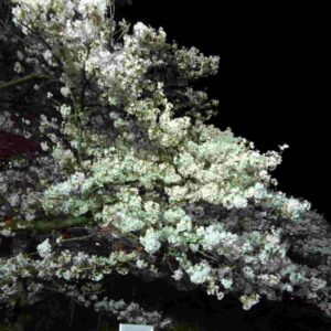 桜花見
