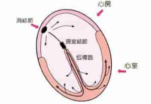 心臓模式図