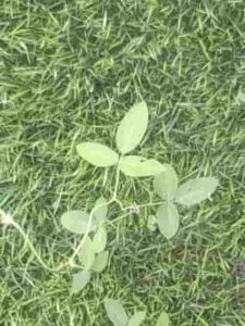 草取りを楽にする方法とコツ
